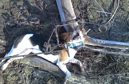 Snares are very different - Dog Lovers 4 Safe Trapping MN
