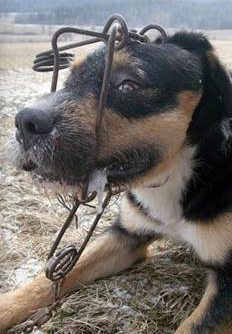 Snares are very different - Dog Lovers 4 Safe Trapping MN