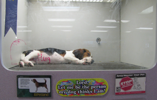 Petland clearance puppy mill